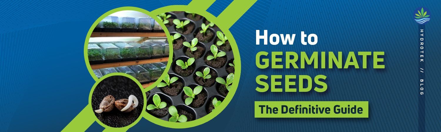How to Germinate Seeds banner