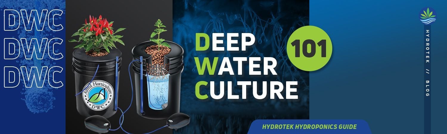 How Does Deep Water Culture Works banner