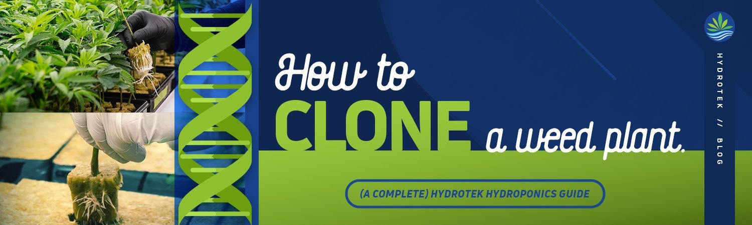 How to Clone a Weed Plant banner