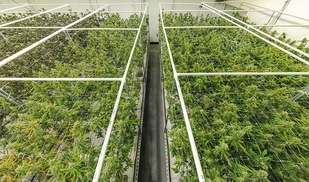 Commercial Cannabis Greenhouse