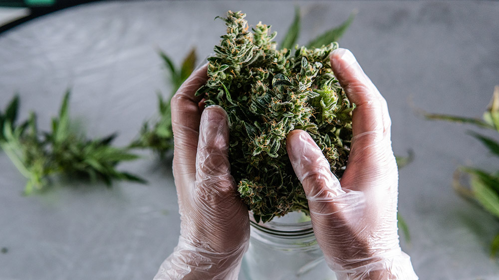 Cannabis Bud Cultivation