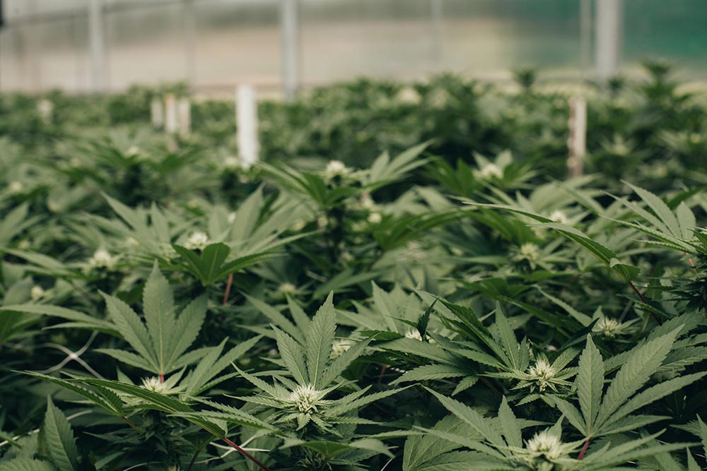 Hydroponic leaves close-up