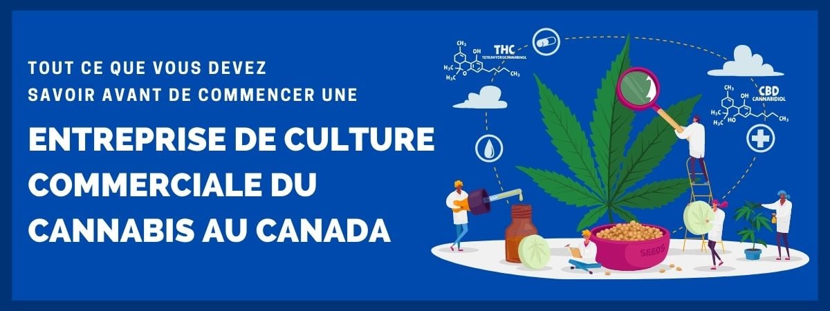 Commercial Cannabis Grow In Canada Commercial Cannabis Grow In Canada Banner