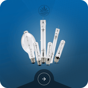 Grow Light Bulbs Image