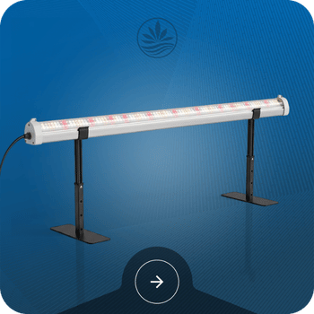 Under Canopy Lights Image