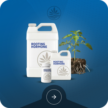 Rooting Hormone