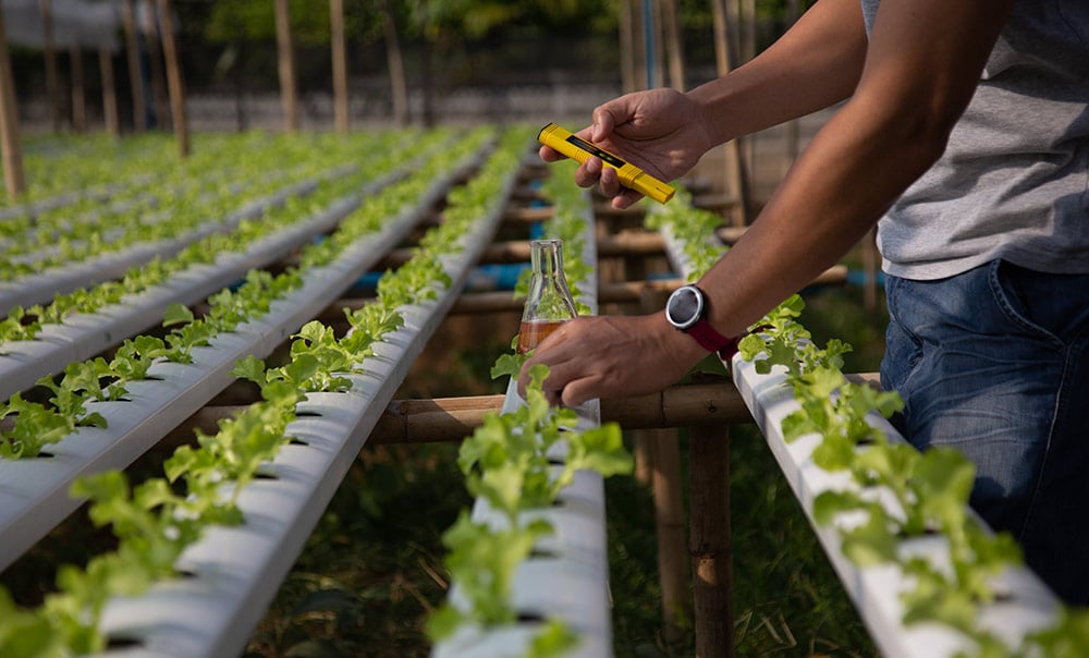 ACMPR Licensed Producers