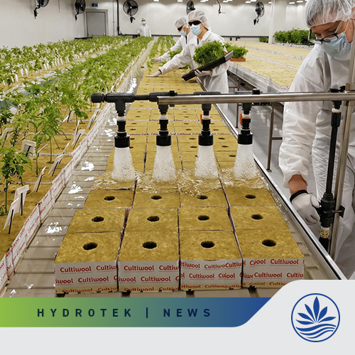 Dry backs and their benefits for cannabis cultivation