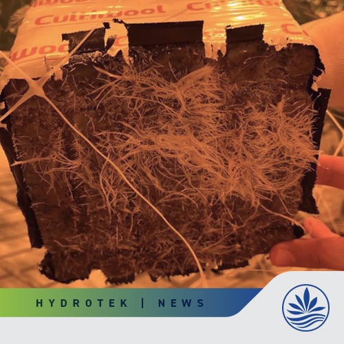Avoiding mistakes when growing with stone wool